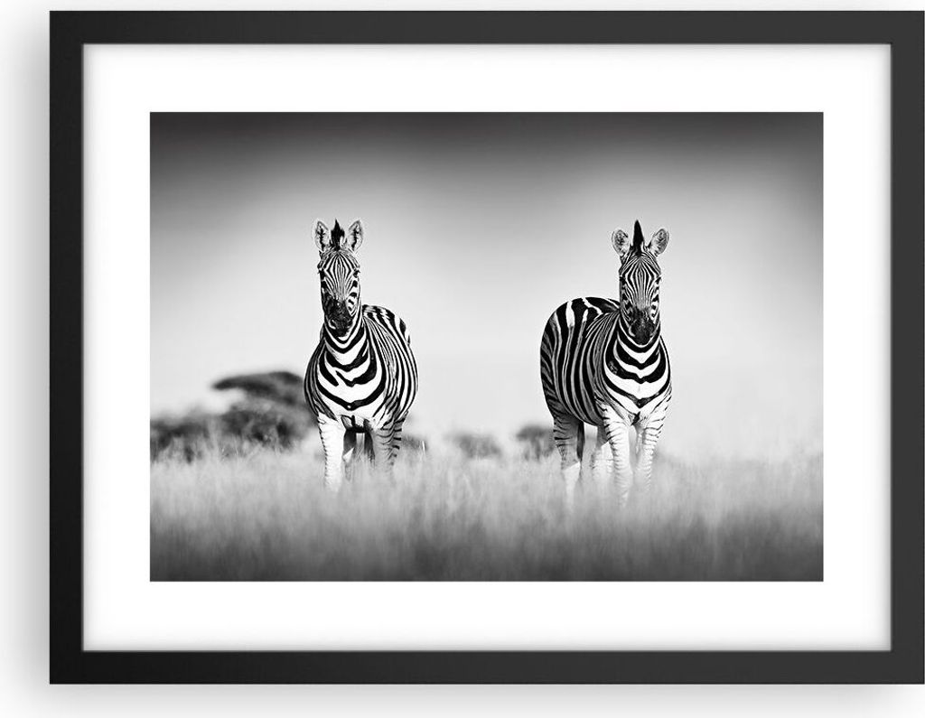 Gerahmtes Poster - Schwarzer Rahmen - Zebras Fotografie Schwarzweiß - 40x30 cm - Wand Bild - Wanddeko - Wandbilder - Kunstposter - Wandposter - Bi...