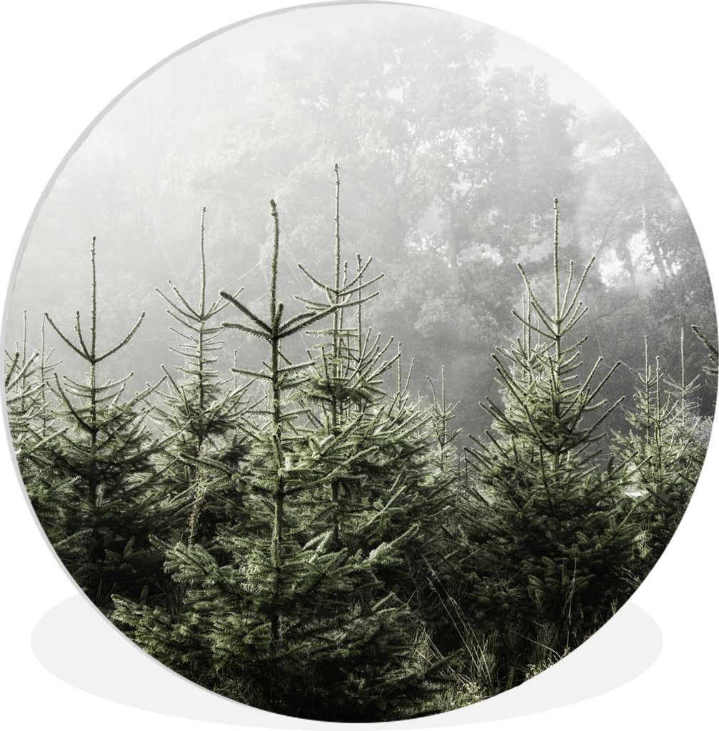 MuchoWow Rundes Wandbild - Runde Bilder Nebel um einige Kiefern Ø 90 cm Kreis Wanddekoration Kunststoff - Wandkreis - Wandschmuck - Wand-Kreis -...