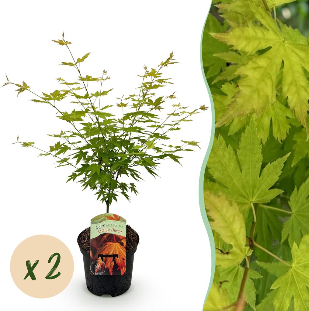 GreenboutiQ - Balkonpflanze - Japanischer Ahorn - Acer palmatum Orange Dream - Orange - 2 Pflanzen - Laubabwerfend - Topf 19cm Höhe 70cm