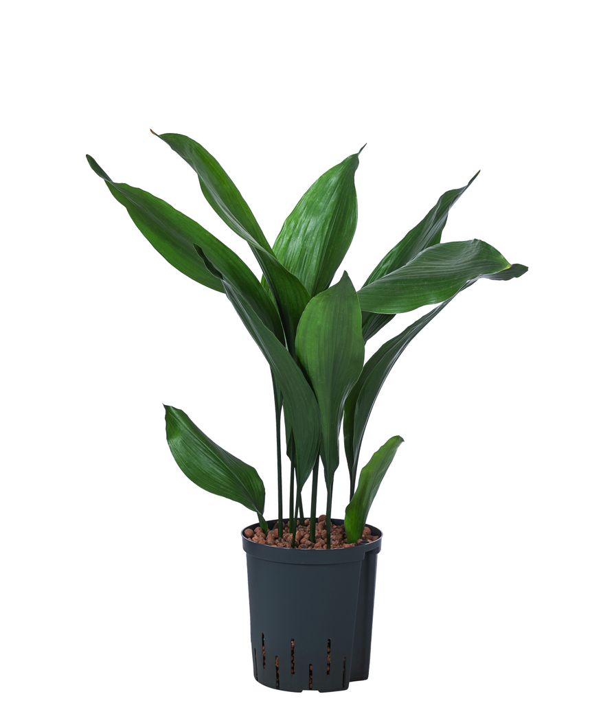Dehner Schusterpalme, Aspidistra elatior, in Hydrokultur, ca. 70 cm, Ø Topf 18 cm, Zimmerpflanze