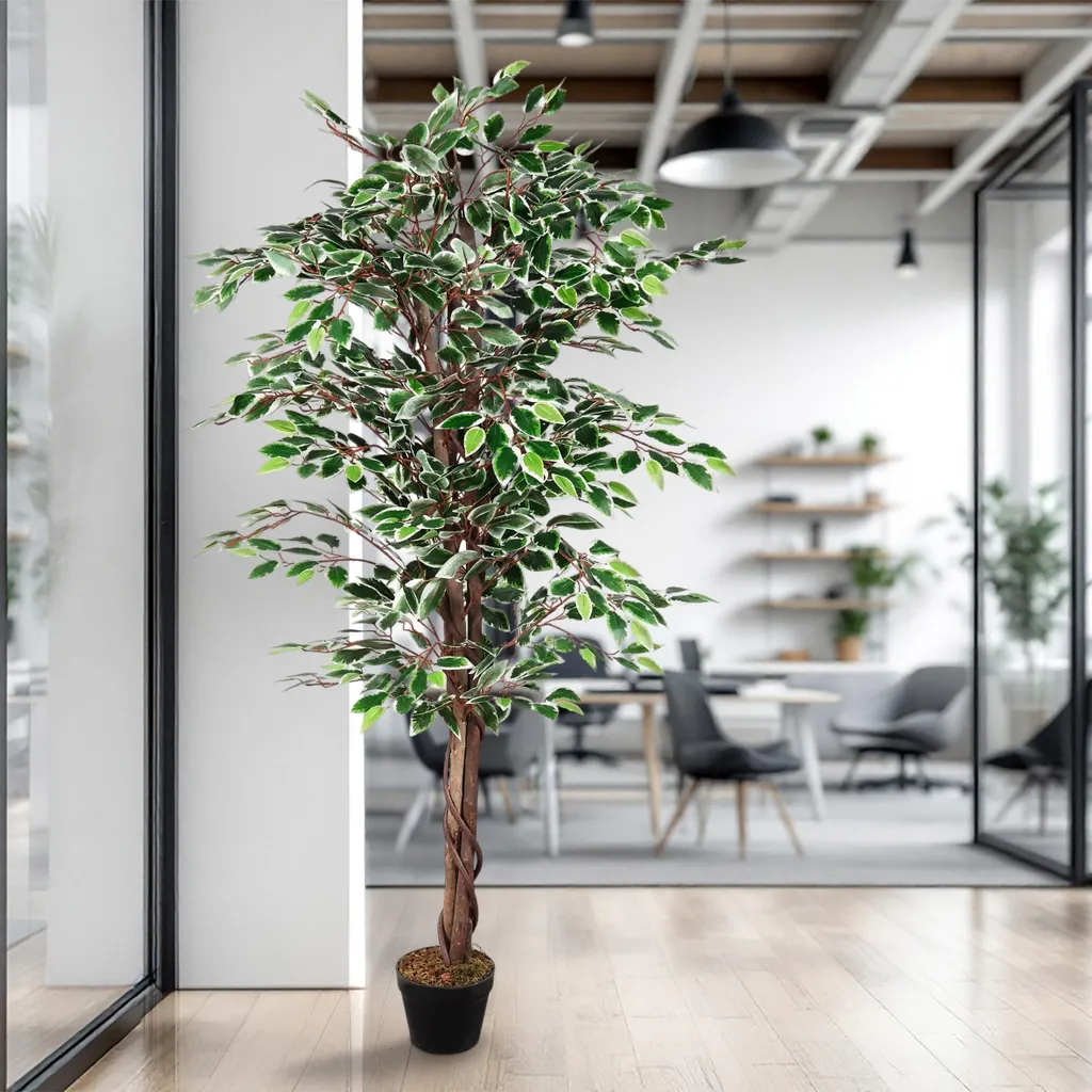 Plante verte pour salon et bureau - Benjamini 160 cm sans entretien