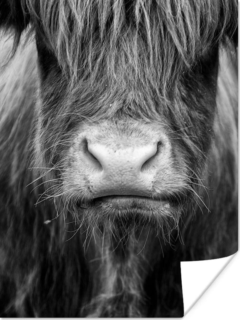 MuchoWow Poster Schottischer Highlander - Haare - Tiere 90x120 cm - Wohnzimmer