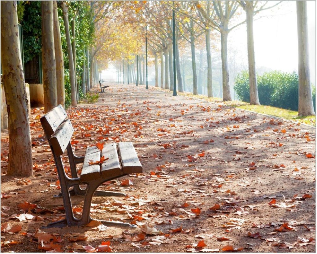 Wallario Poster - Einsame Parkbank an einer Allee - Herbststimmung, Kunstdruck Größe: 40 x 50 cm