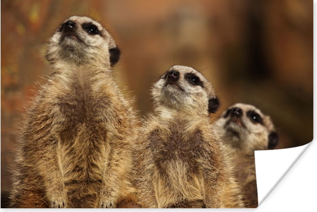 MuchoWow Poster Sonne - Erdmännchen - Familie 120x80 cm - Bilder