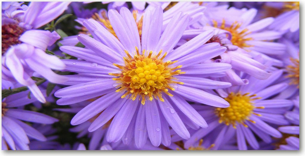 Tulup Leinwandbild -100x50 cm - Wandkunst - Drucke auf Leinwand - Leinwanddruck - Blumen & Pflanzen - Gelb - Aster