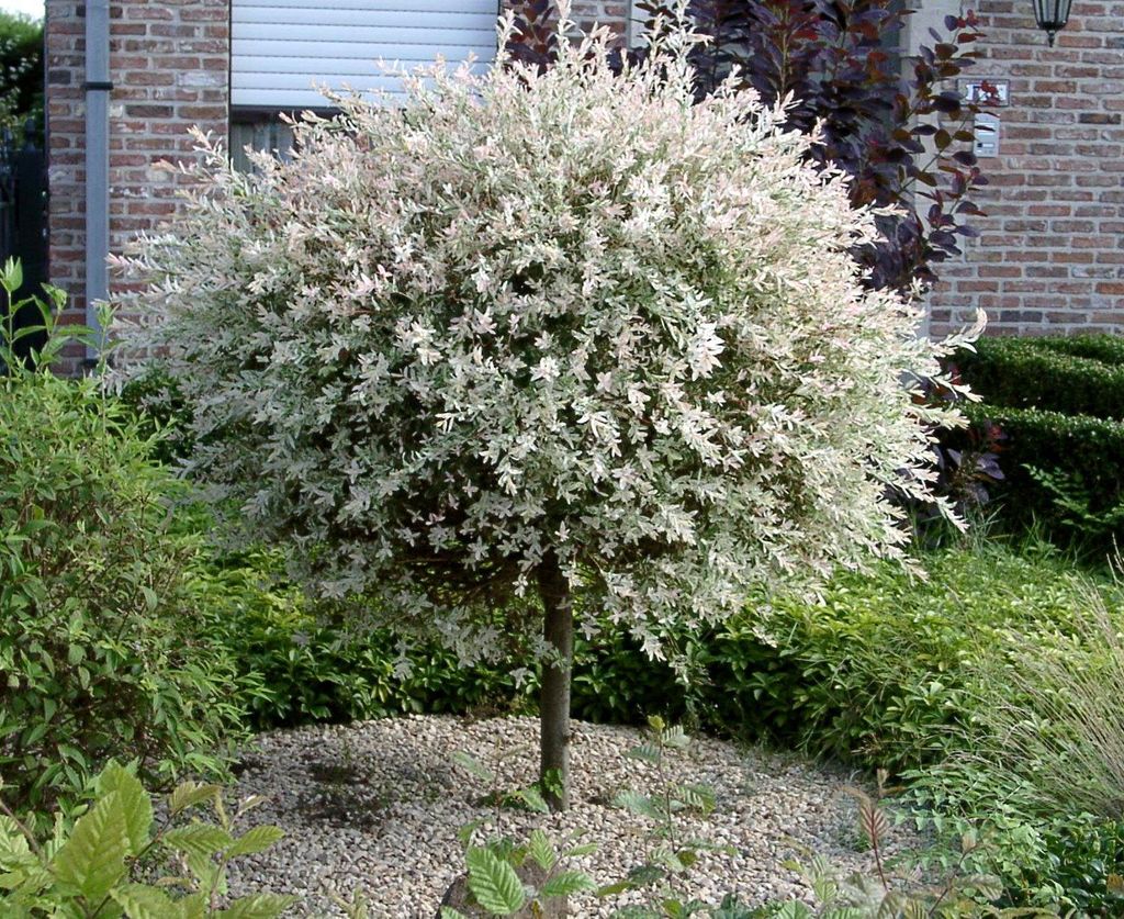 Salix Hakuro Nishiki japanische Harlekin Weide Stamm Produktbild 