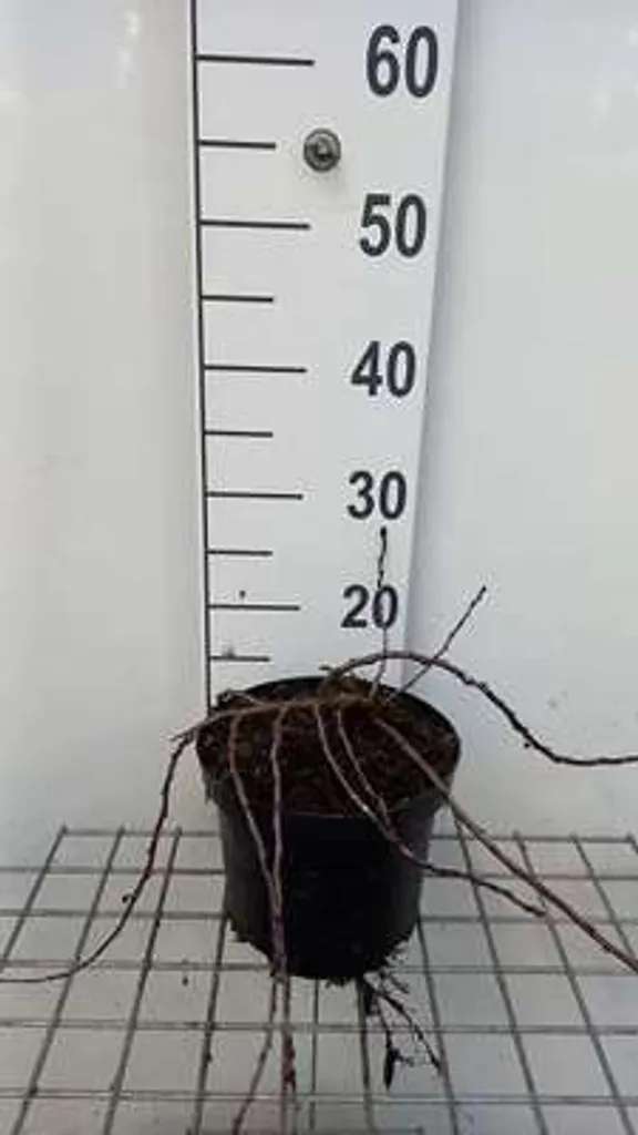 Arbuste couvre-sol cerisier d'ornement japonais de 25 cm en pot