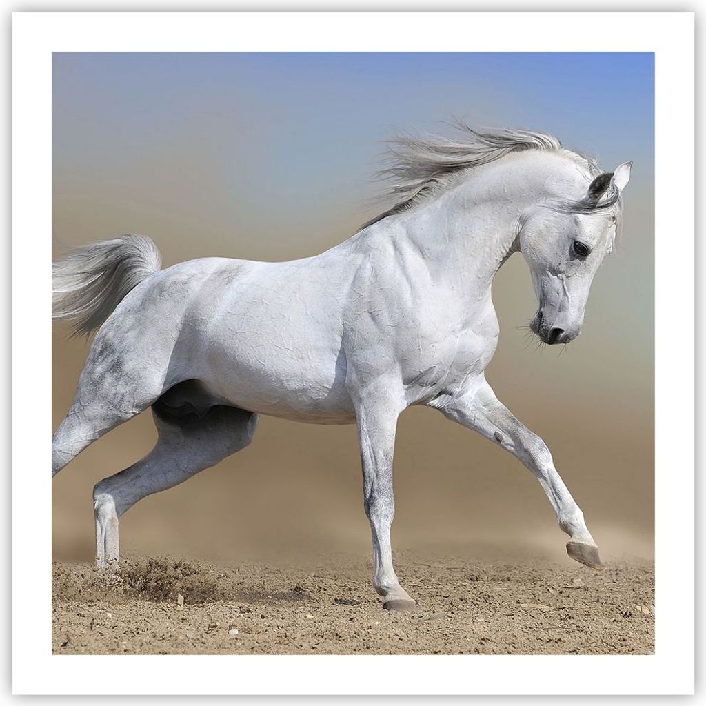 Poster - Poster ohne Rahmen - Pferd weiß Tier - 60x60 cm - Wand Bild - Wanddeko - Wandbilder - Kunstposter - Wandposter - Bilder - Kunstdruck - Wa...