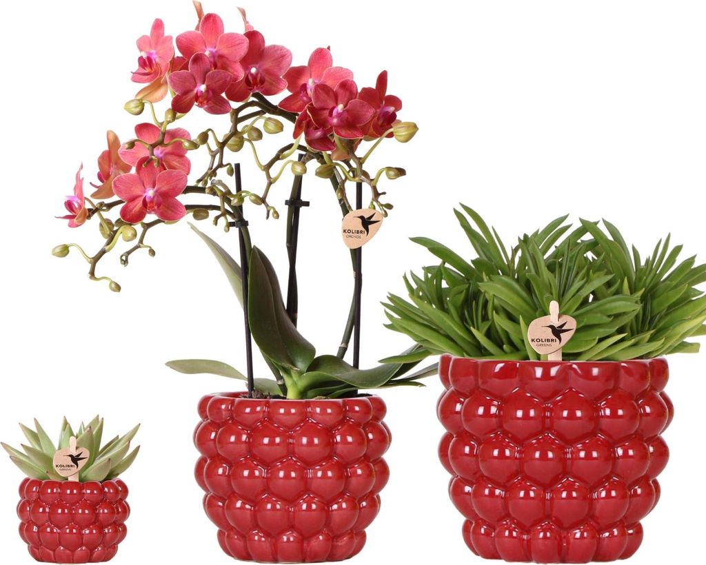 Pflanzenset Rote Phalaenopsis-Orchidee Congo & Sukkulenten – Inklusive keramische Berry Ziertöpfe – Blühende Zimmerpflanzen – Frisch vom Z...