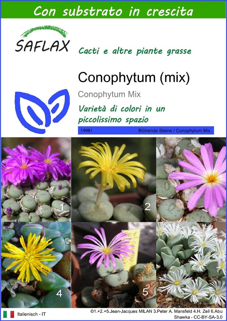 SAFLAX  - Conophytum (mix) - 40 semi - Con substrato - Immagine del prodotto 