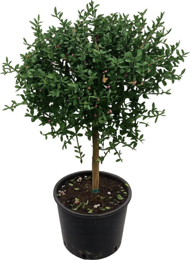 Kaviar-Limette (Microcitrus australasica) – 70–80 cm mit Produktbild 