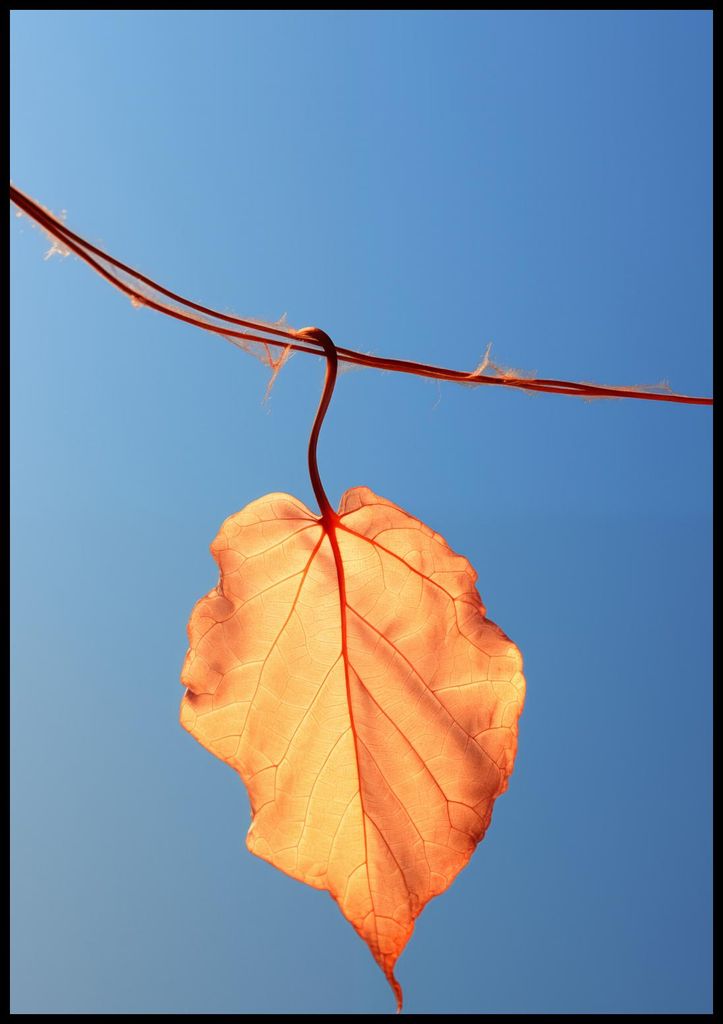 Plakat 70x100cm Letztes Blatt