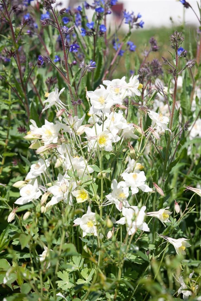 Akelei Alba, w doniczce - Aquilegia vulgaris (rumianek Zdjęcie produktu 