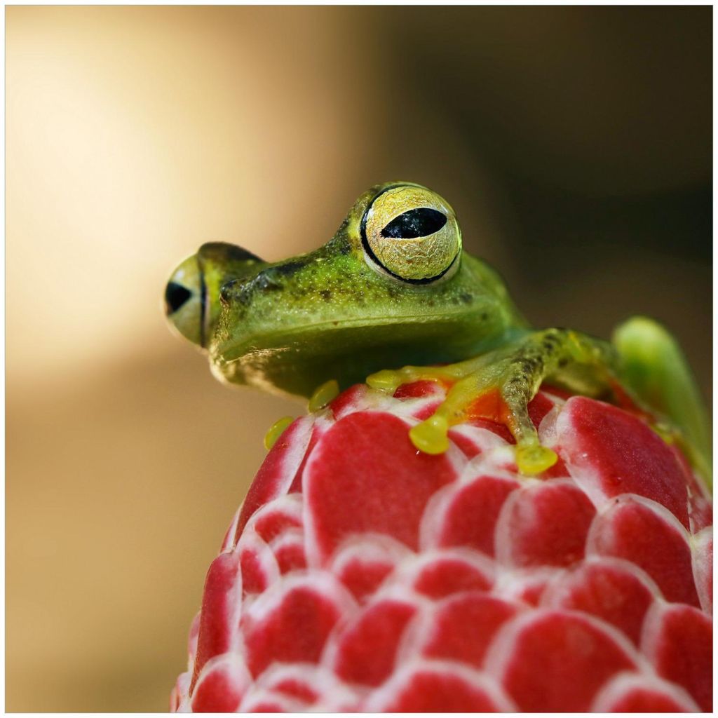 Wallario Sticker / Aufkleber für Kühlschrank / Geschirrspüler / Küchenschränke, selbstklebende Folie - 60 x 60 cm, Motiv: Frosch sitzt auf ein...