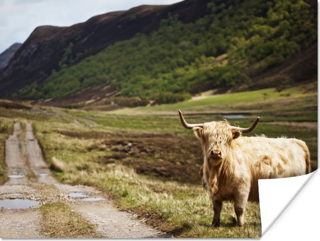 MuchoWow Poster Schottische Highlander - Pfad - Wald 120x90 cm - Wandbild