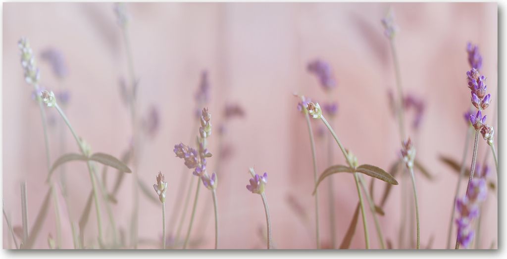 Tulup Leinwandbild - 120x60 cm - Wandkunst - Drucke auf Leinwand - Leinwanddruck - Blumen & Pflanzen - Beige - Lavendel