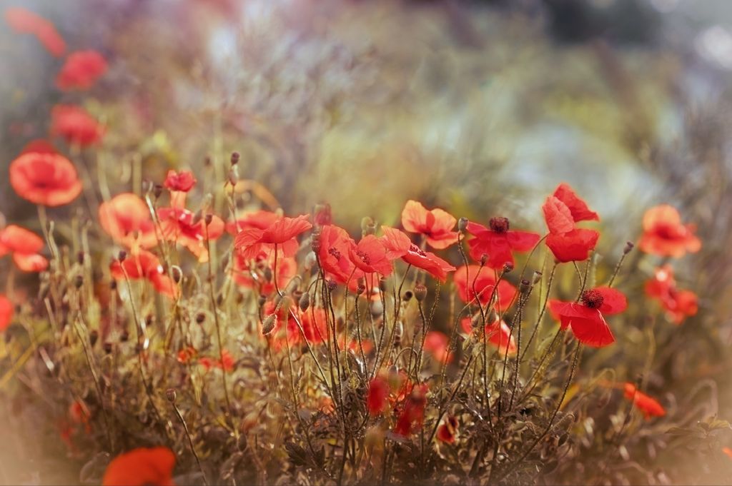 Muralo Fototapete Blumen 368 (B) x 280 (H) cm Vlies Tapete Wandtapeten Wohnzimmer Schlafzimmer moderne Wandbilder XXL Pflanzen Natur Wand Dekoration