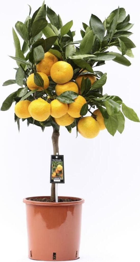 Satsuma mandarinka 70-100 cm - Citrus unshiu - Satsuma Obrázek produktu 1