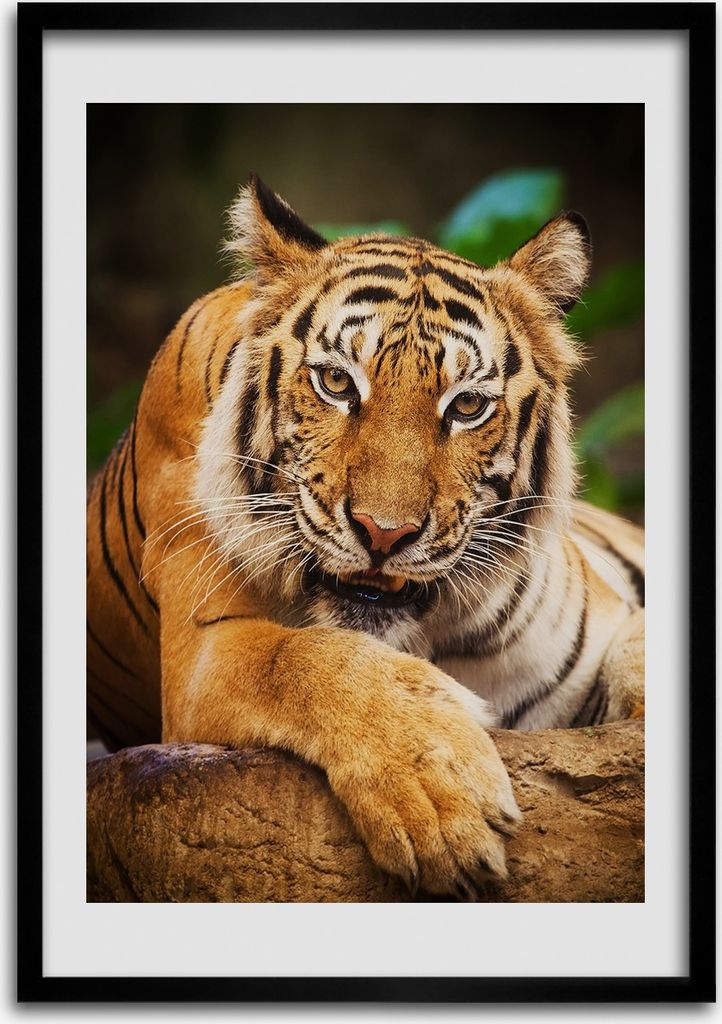 Bild - Bilderrahmen - Foto - 70 cm x 100 cm - MDF - Rahmen - Wandkunst - Bengalischer Tiger