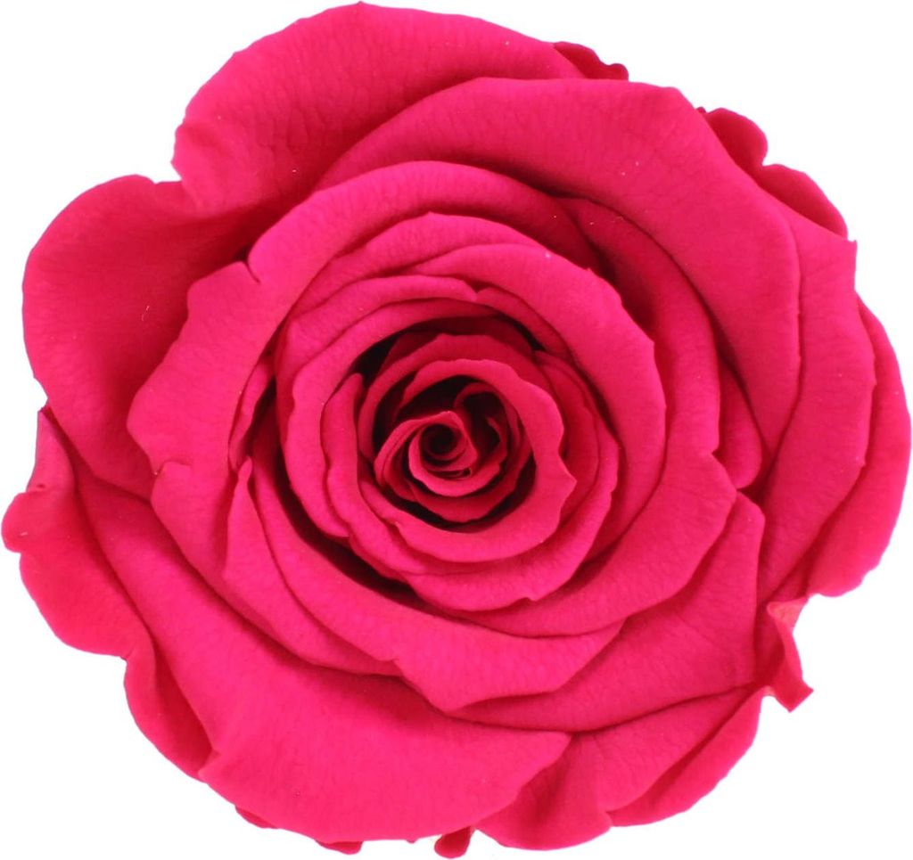 Infinity Rose XL Ø6-7cm konserviert stabilisiert haltbar Rosenkopf ewige Blüte Kirsche (pin03)