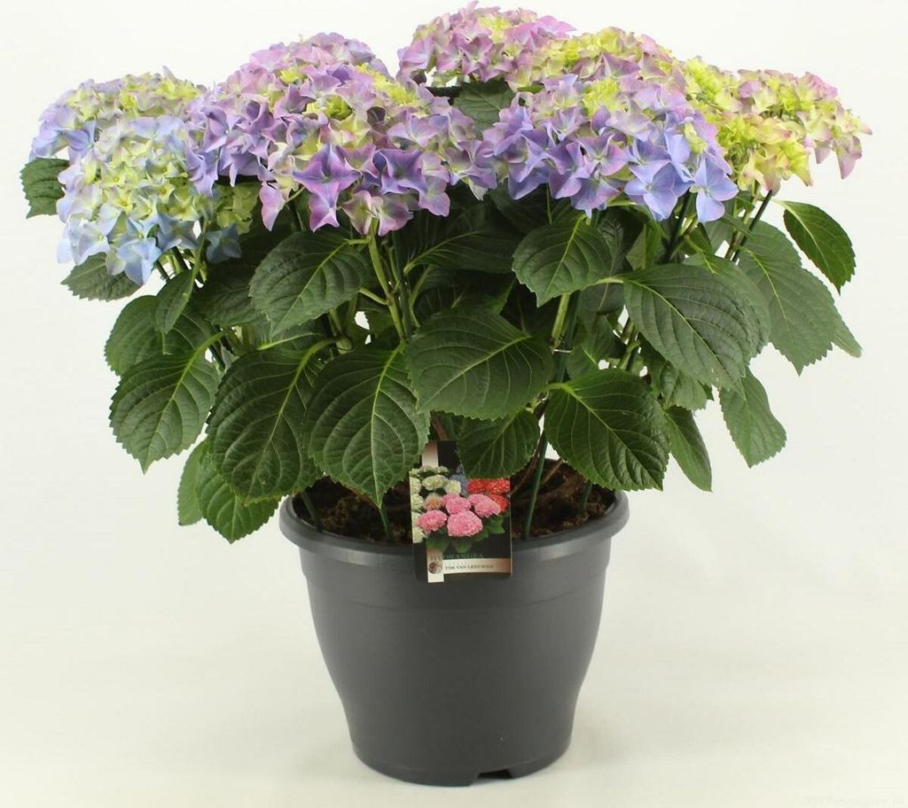 A potted hydrangea plant with multiple blooms in various shades of purple, blue, and green.