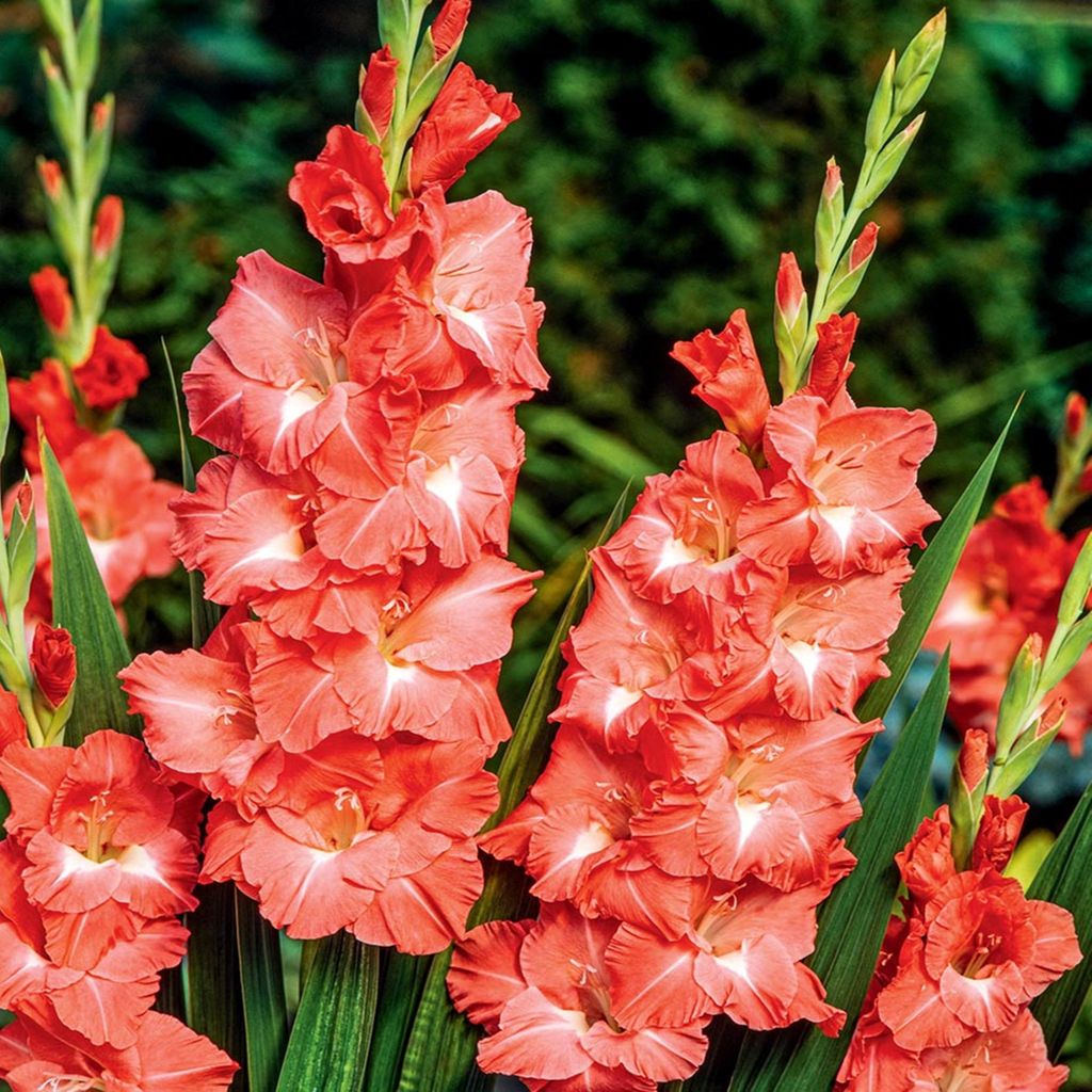 Gladiolus Mieczyk Wielkokwiatowy Invictus 5 szt Mieczyki Zdjęcie produktu 