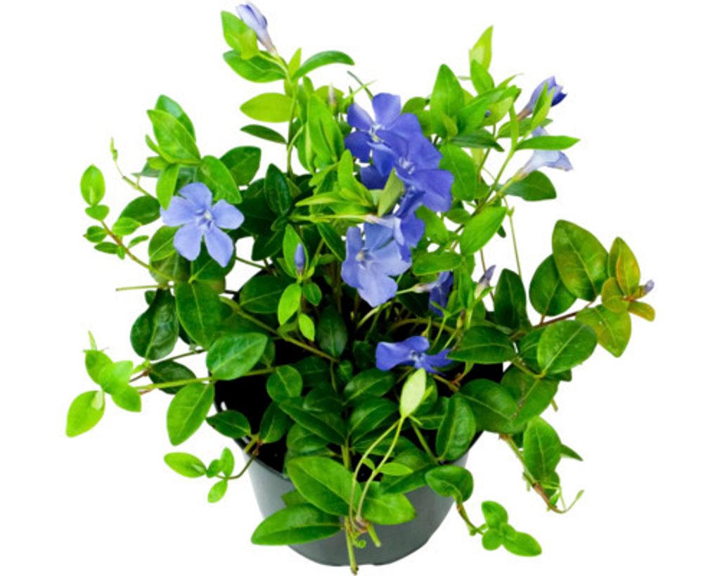 Barvínek menší FloraSelf Vinca minor květináč Ø 13 cm Obrázek produktu 