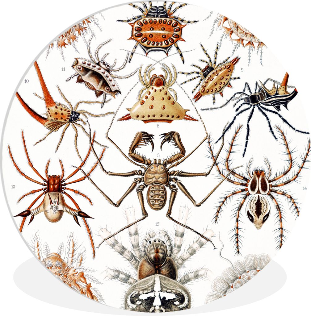 MuchoWow Rundes Wandbild - Runde Bilder Retro - Spinne - Ernst Haeckel - Spinnen Ø 30 cm Kreis Wanddekoration Kunststoff - Wandkreis - Wandschmu...