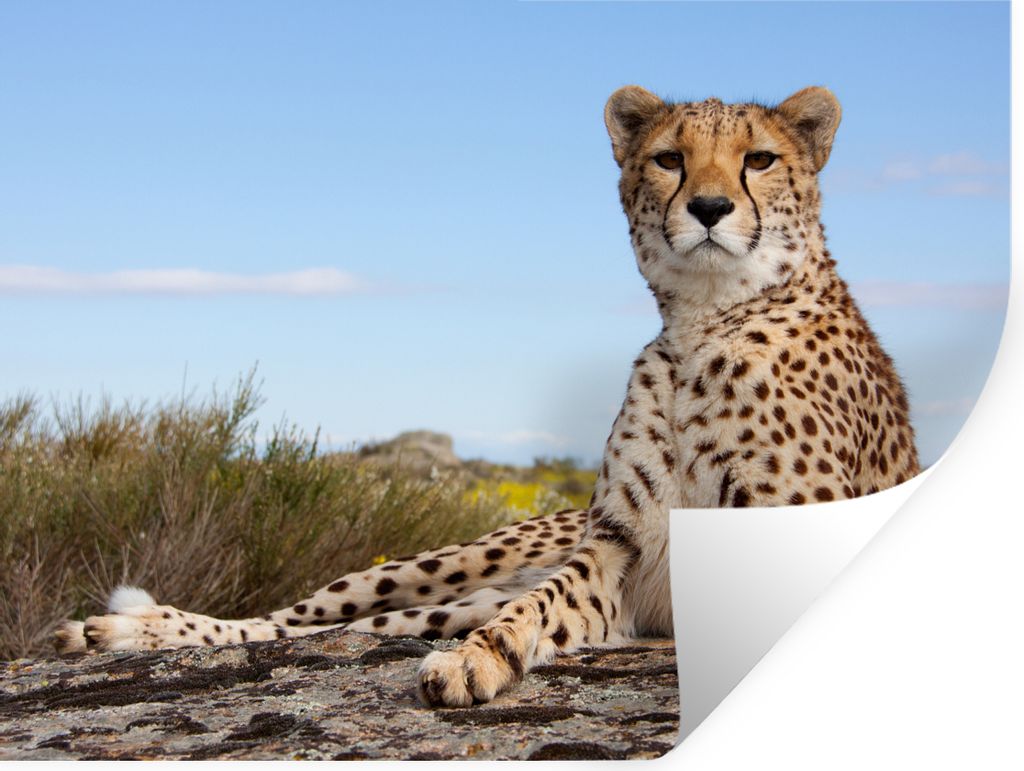 MuchoWow Wandtattoo Wandsticker Wandaufkleber Leopard - Tiere - Natur 160x120 cm Selbstklebend und Repositionierbar - Selbstklebend - Fototapeten