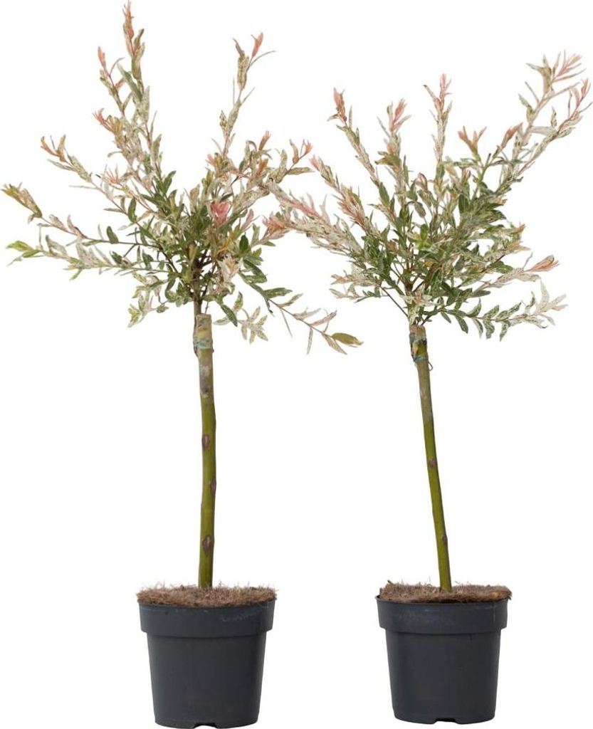 Wierzba całolistna - 2 szt - Salix integra 'Flamingo' - Zdjęcie produktu 