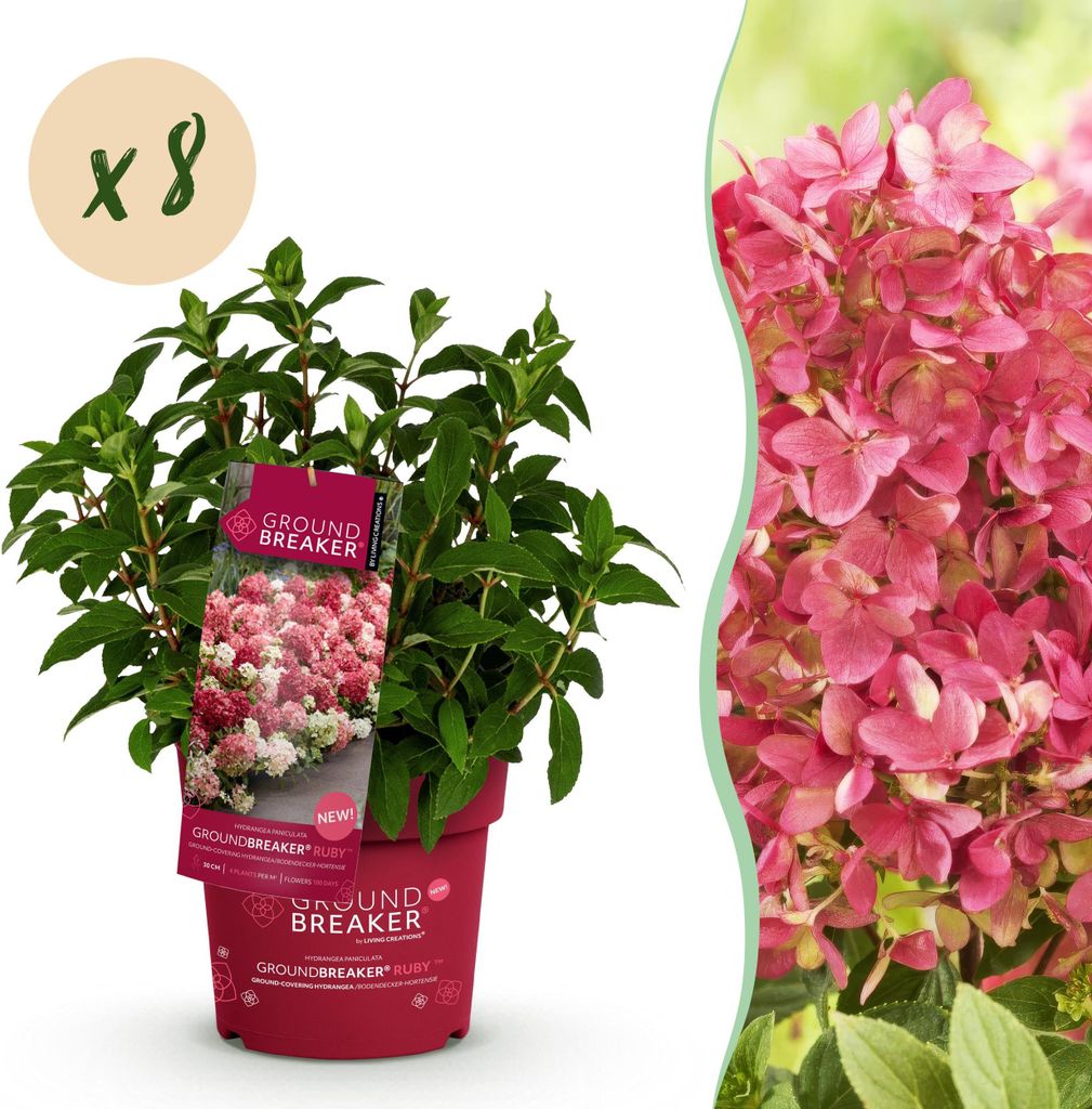 Hydrangea panniculata Groundbreaker Ruby - Hortensja - Zdjęcie produktu 