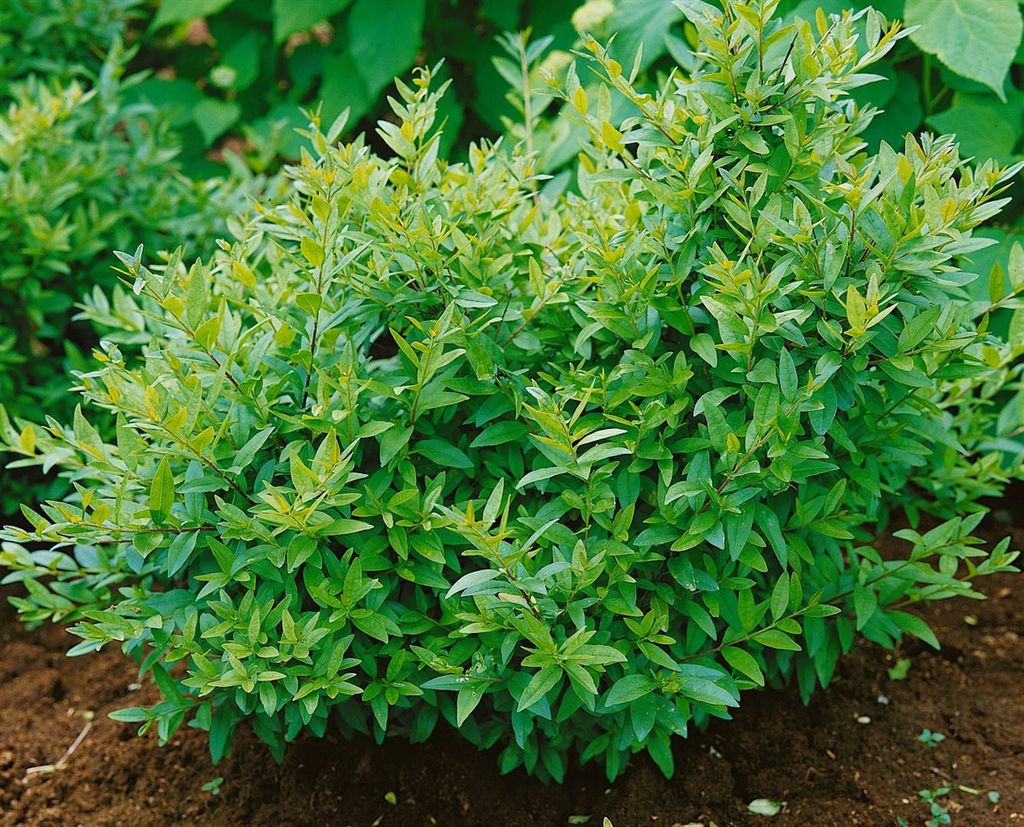 Ligustrum vulgare 'Lodense', Gewöhnlicher Liguster, kompakt, 40–60 cm