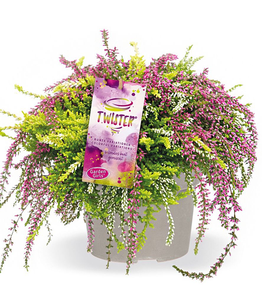 BALDUR Garten 1x Calluna Knospenheide Rasta Twister® Produktbild 