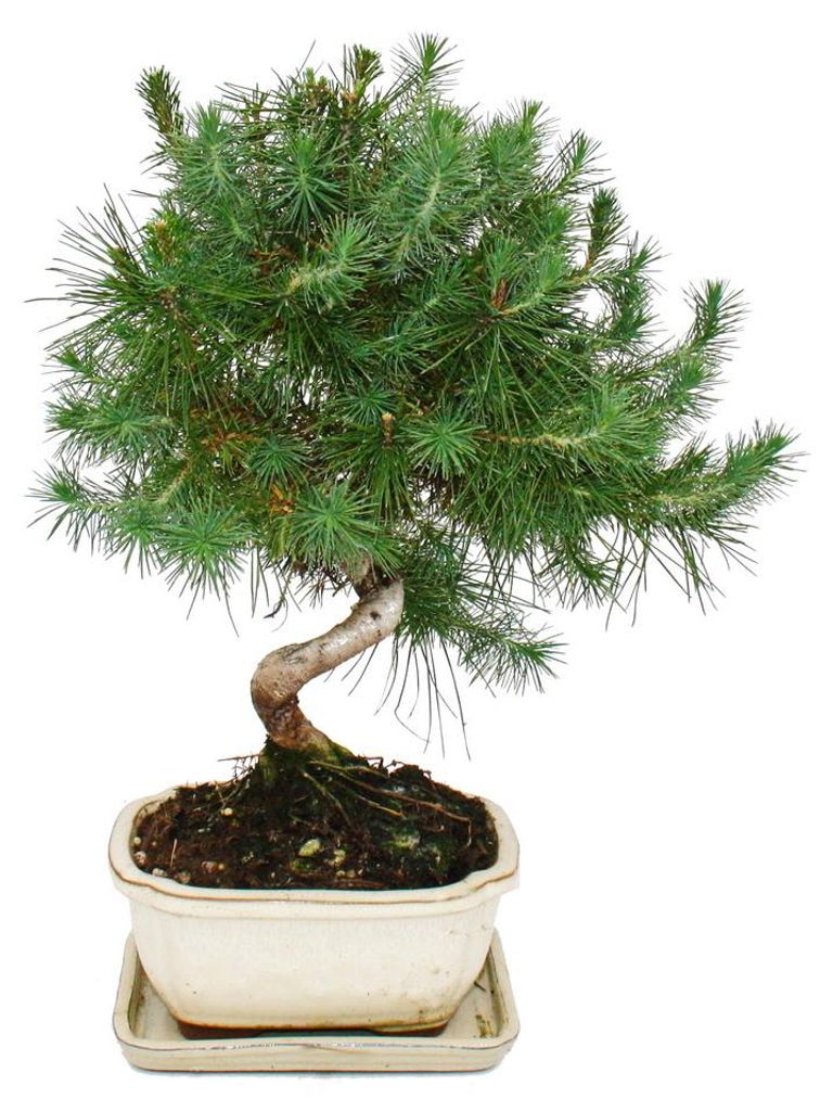 Bonsaj - Pinus halepensis - borovice aleppská - ca. 7-8 let Obrázek produktu 