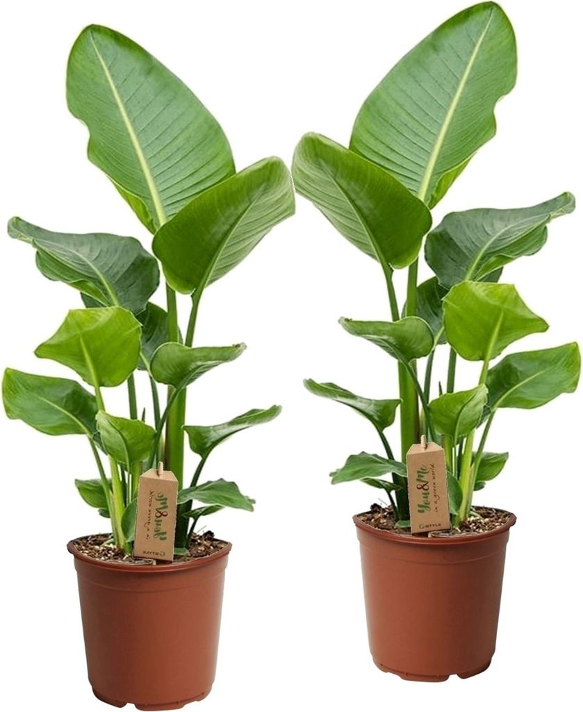 Strelitzia Nicolai - 2er Set - Weißer Paradiesvogel - Topf 17cm - Höhe 55-70cm