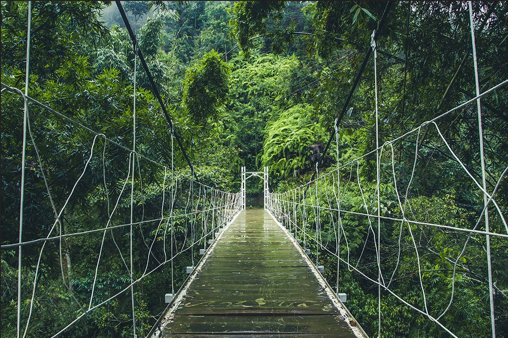 Muralo Fototapete Natur 225 (B) x 150 (H) cm Vlies Tapete Wandtapeten Hängebrücke Dschungel Bäume Wohnzimmer Schlafzimmer moderne Wandbilder XXL...