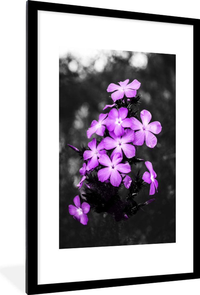 MuchoWow MuchoWow Gerahmtes Poster Blumen - Lila - Schwarz - Weiß 60x90 cm - Poster mit zchwarzem Bilderrahmen - Dekoration - Wandposter Wohnz...