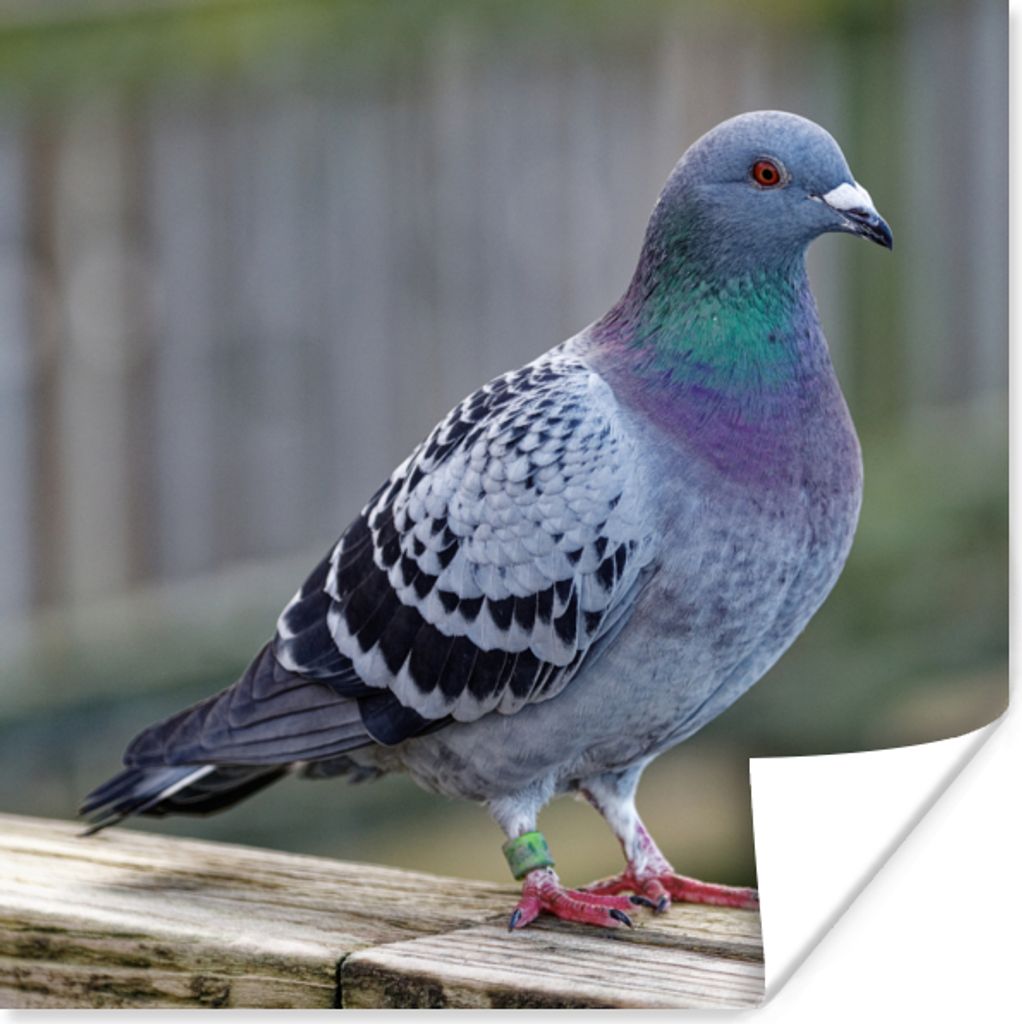 MuchoWow Poster Taube - Vogel - Lila - Federn 30x30 cm - Wandposter - Printing