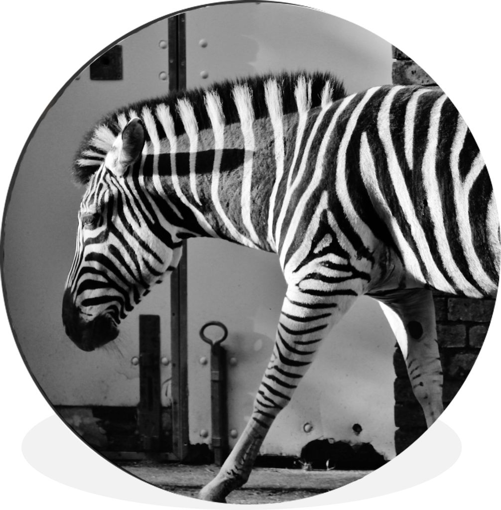 MuchoWow Aluminium Wandkreis Zebra - Wand - Tür - Tiere - Schwarz und weiß Ø 60 cm Wanddeko Modern Wohnzimmer - Wand Kreis - Wandbild - Schlaf...
