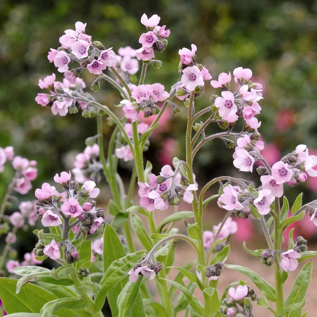 Cynoglossum amabile Mystery Rose – Chinesisches Vergissmeinnicht Samen – Rosafarbene Blüten – Frühblühende Cool Flower – Ideal für Beet...