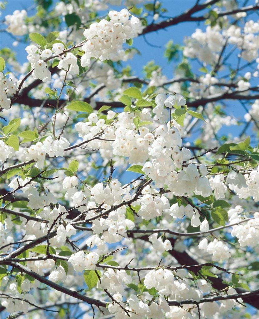 Halesia carolina, Schneeglöckchenbaum, 40–60 cm