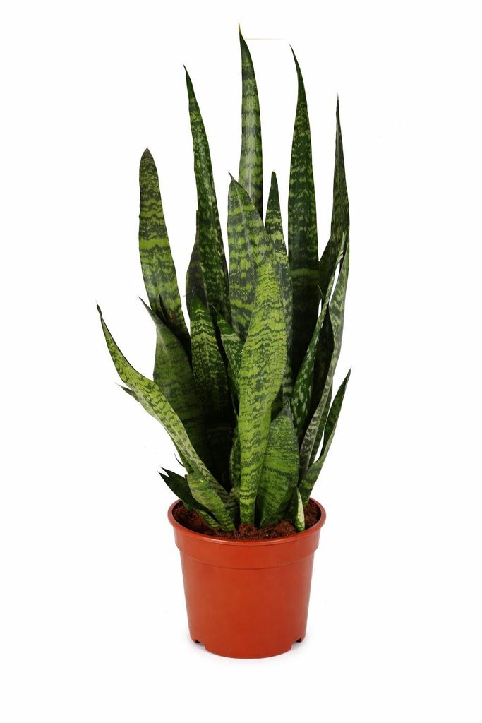Sansevieria Zeylanica Bogenhanf ca. 100 cm – luftreinigende Produktbild 