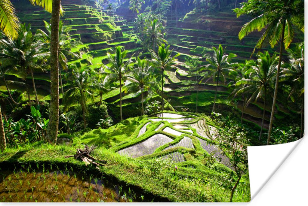 MuchoWow Poster Spektakuläre Reisfelder nördlich von Ubud 90x60 cm - Schlafzimmer