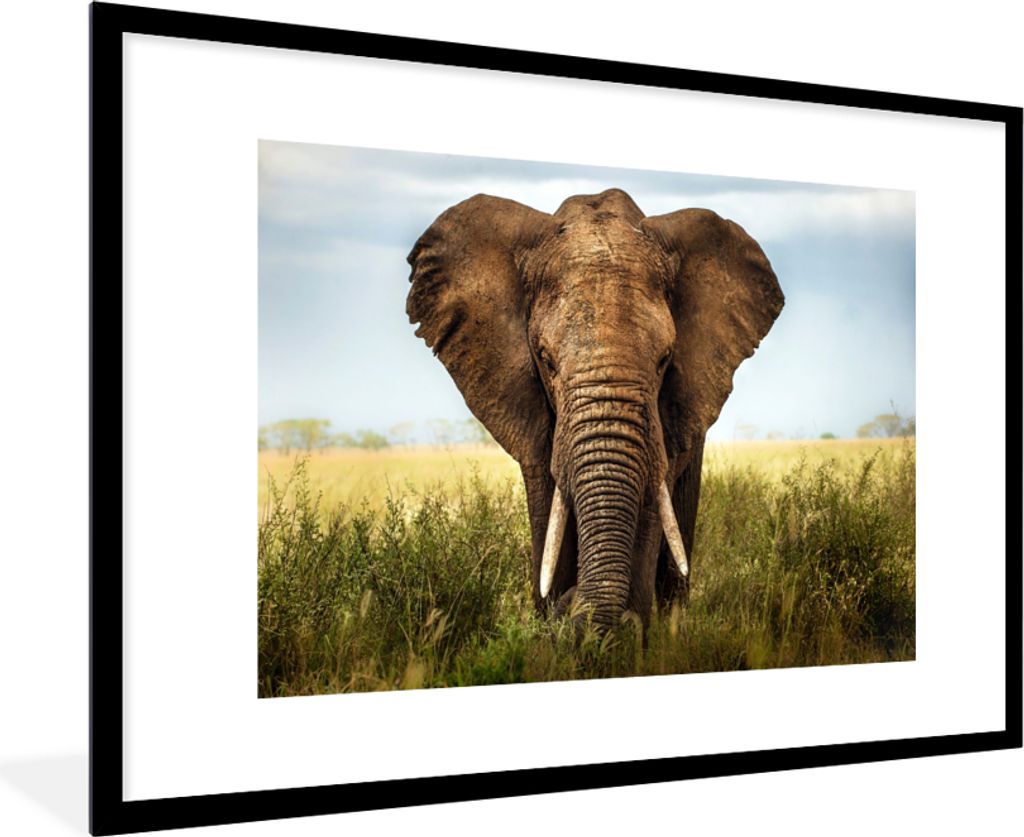 MuchoWow MuchoWow Gerahmtes Poster Elefant - Gras - Tiere - Natur 90x60 cm - Poster mit zchwarzem Bilderrahmen - Wanddekoration - Fotos