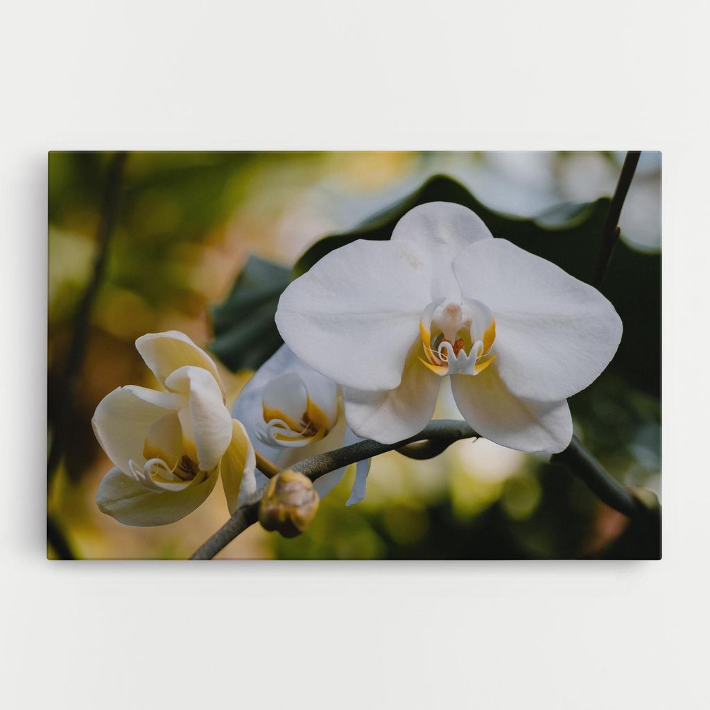 ARTHUB Leinwandbild 20x30 cm, Cream Orchid In Nature | Wohnzimmerdekoration, Hängende Bilder, Wanddekoration, Heimdekoration, Blumen, Orchideen
