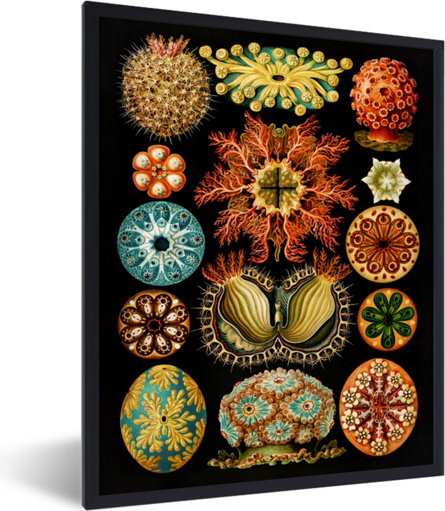 MuchoWow Gerahmtes Poster Vintage - Ernst Haeckel - Meerestier - Natur - Meer - Kunst 60x80 cm - Poster mit Schwarzem Bilderrahmen Wandposter Rah...