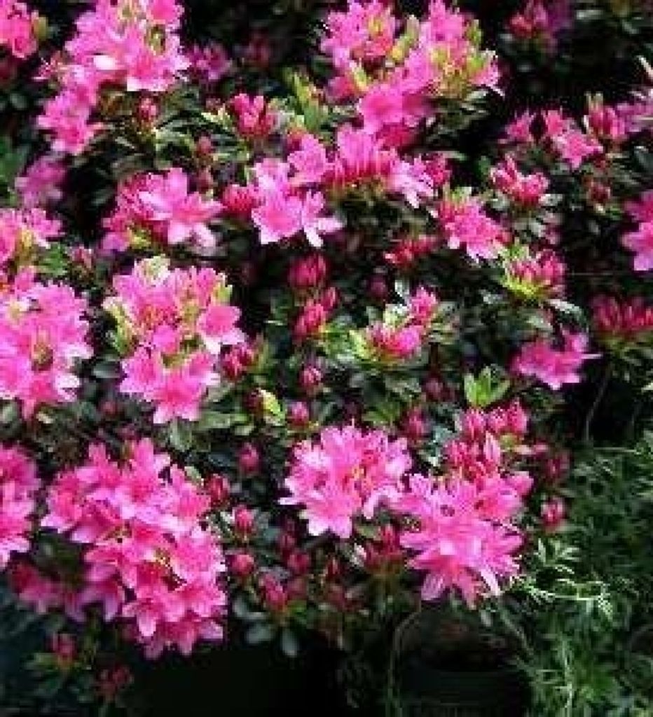 Azalea japonica Rosalind - japanische Azalee Rosalind 25-30