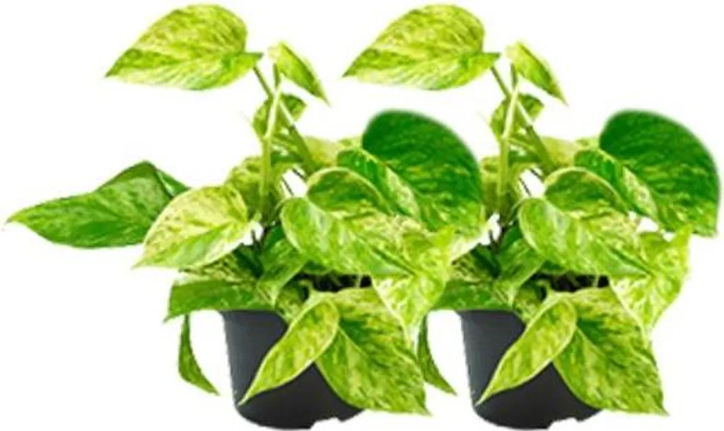 Lierre Epipremnum Marble Queen | Feuillage Panaché Blanc et Vert x2