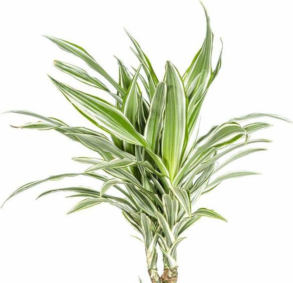Dracaena Deremensis White Stripe Drachenbaum Ø24cm 130-150cm Elegante Deko