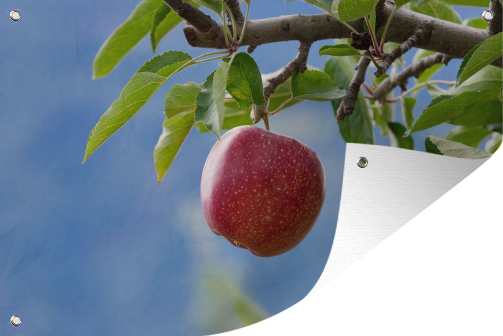 MuchoWow 90x60 cm Outdoor-Poster Gartendeko Sichtschutz Garten Poster für den Garten Apfel - Obst - Baum